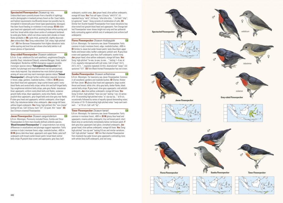 Birds of the Indonesian Archipelago sample page